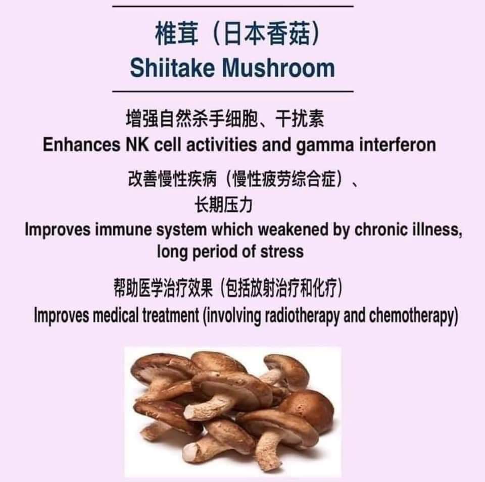Shiitake mushroom 椎茸, 蕈菇 (E-MUNITY)