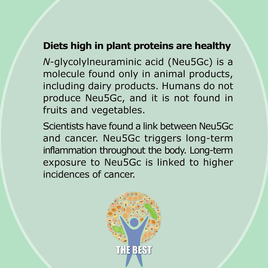 Diets high in plant proteins are healthy