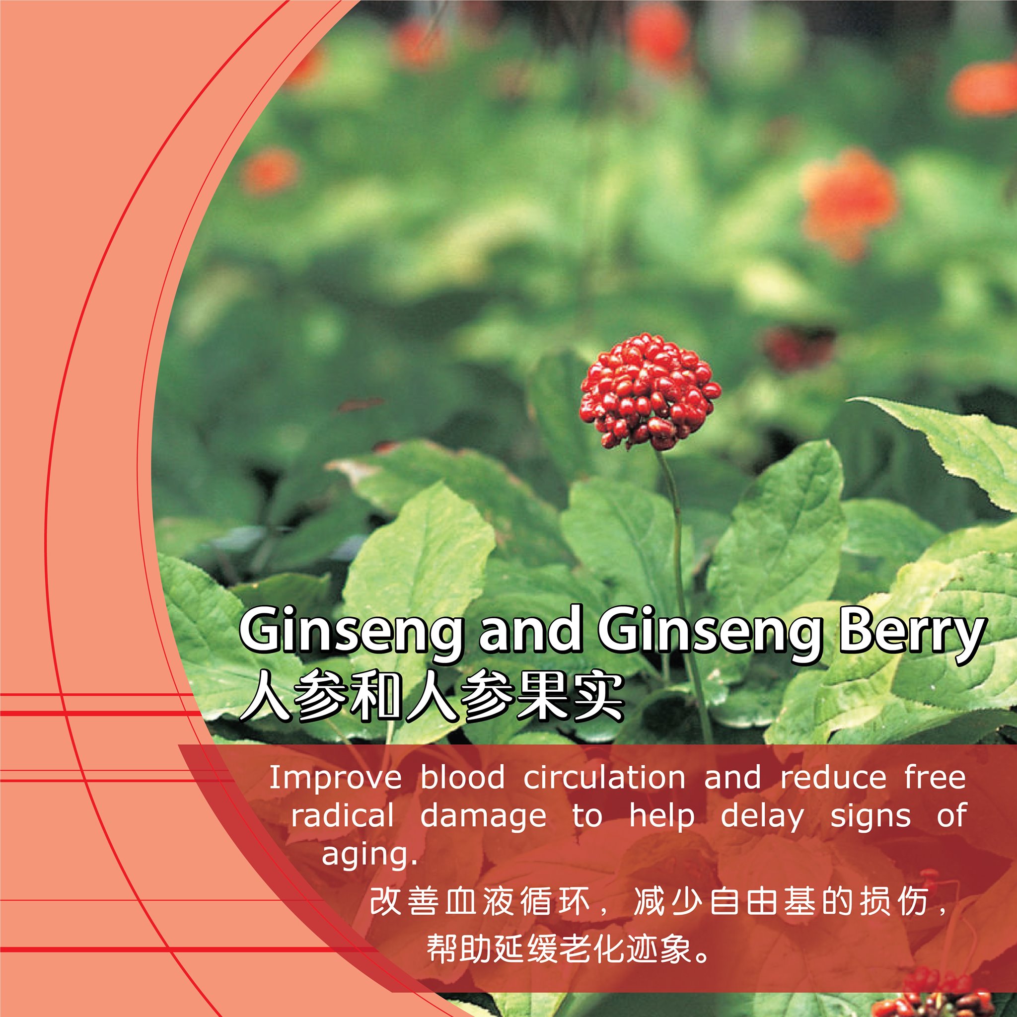 Ginseng Berry Oxyginberry