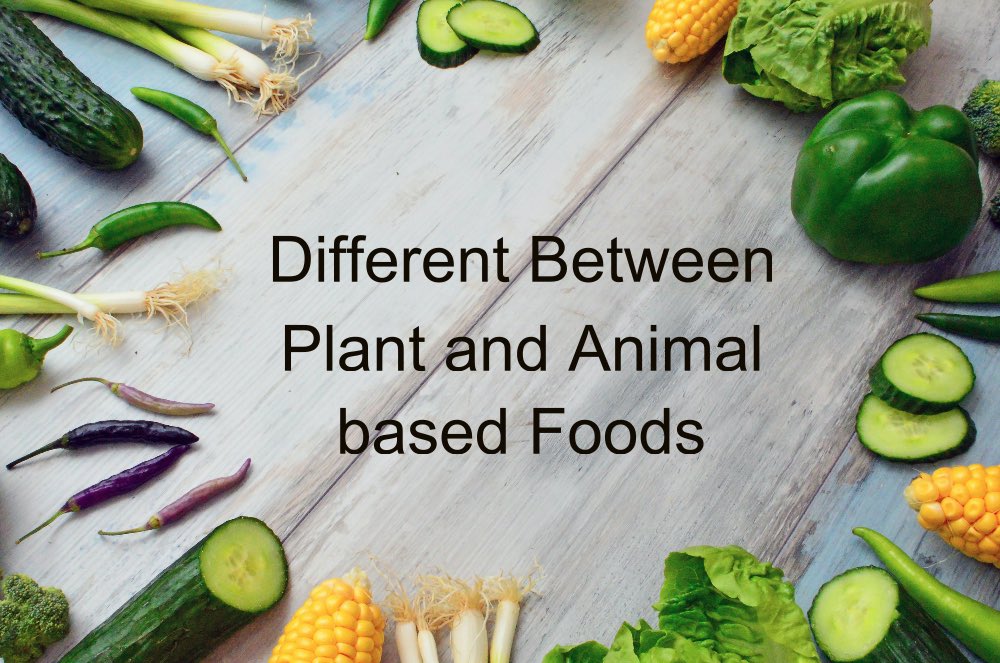 Different Between Plant and Animal based Foods