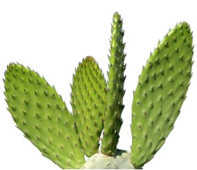 Rhapsody Cactus 仙人掌