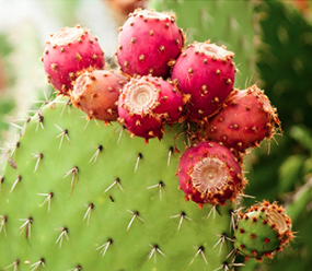 Cactus fruit 仙人掌果实