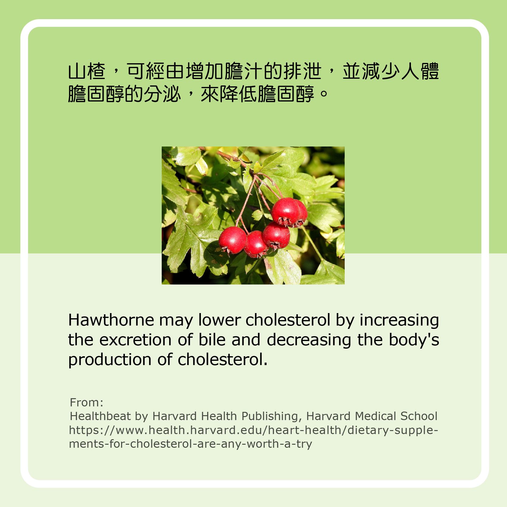 berrybeat Hawthorne