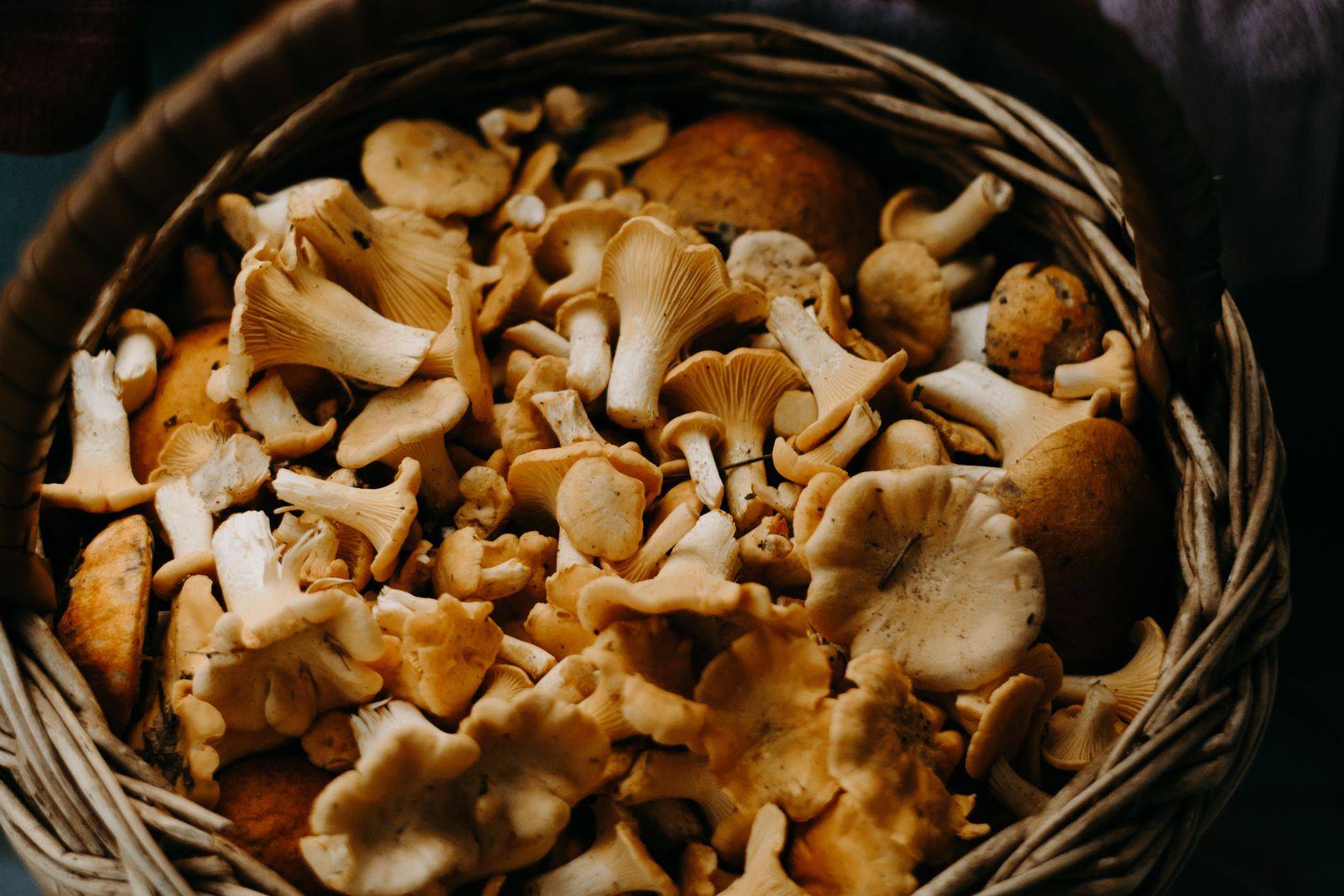 菇类富含麦角硫因