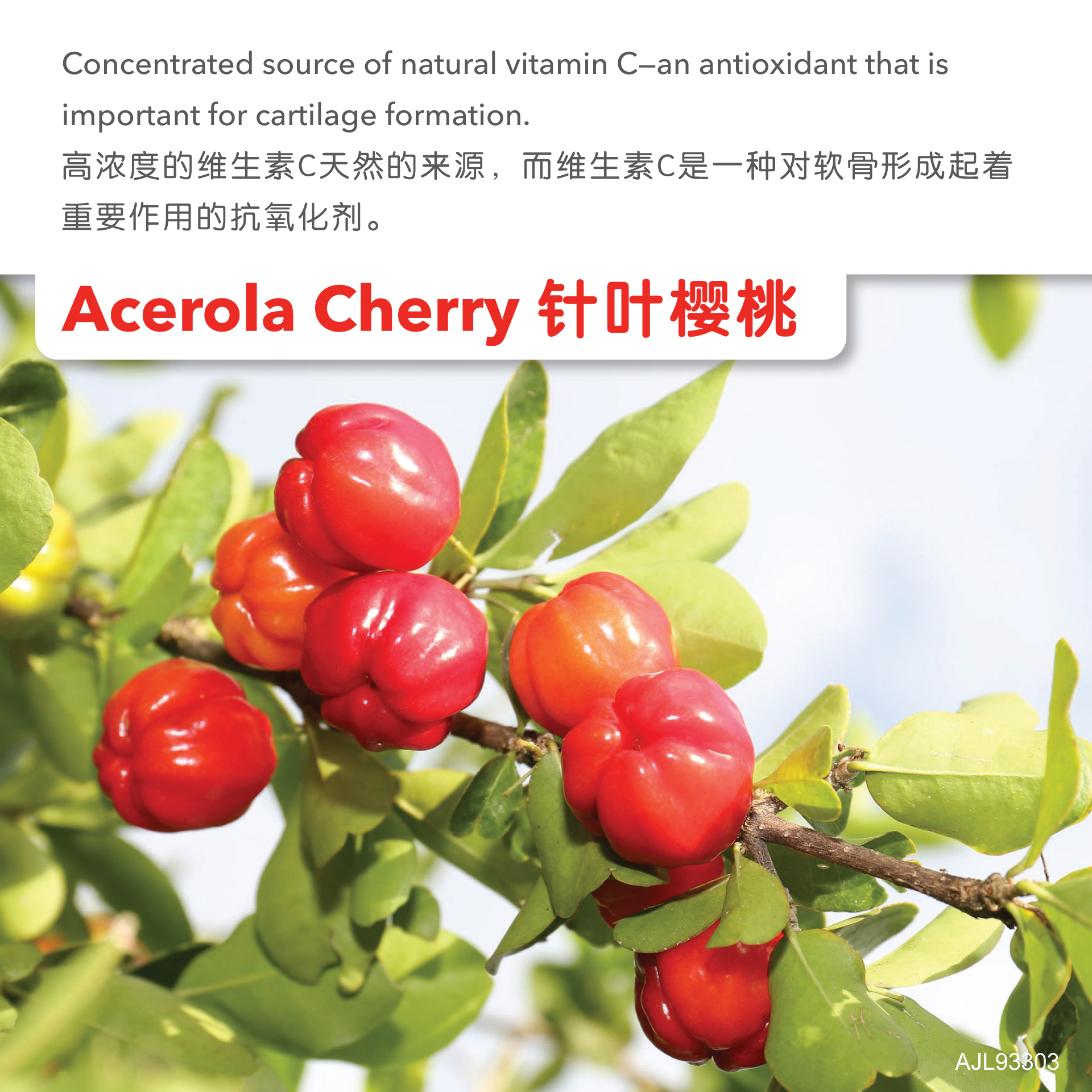 Rosytime Acerola Cherry