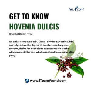 Get to know Hovenia Dulcis