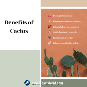 Benefits of Cactus