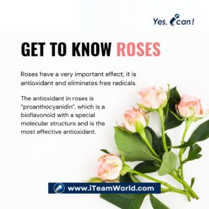Get to know Roses