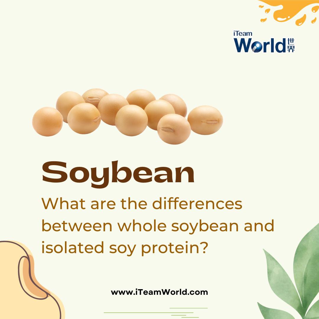 Soybean protein
