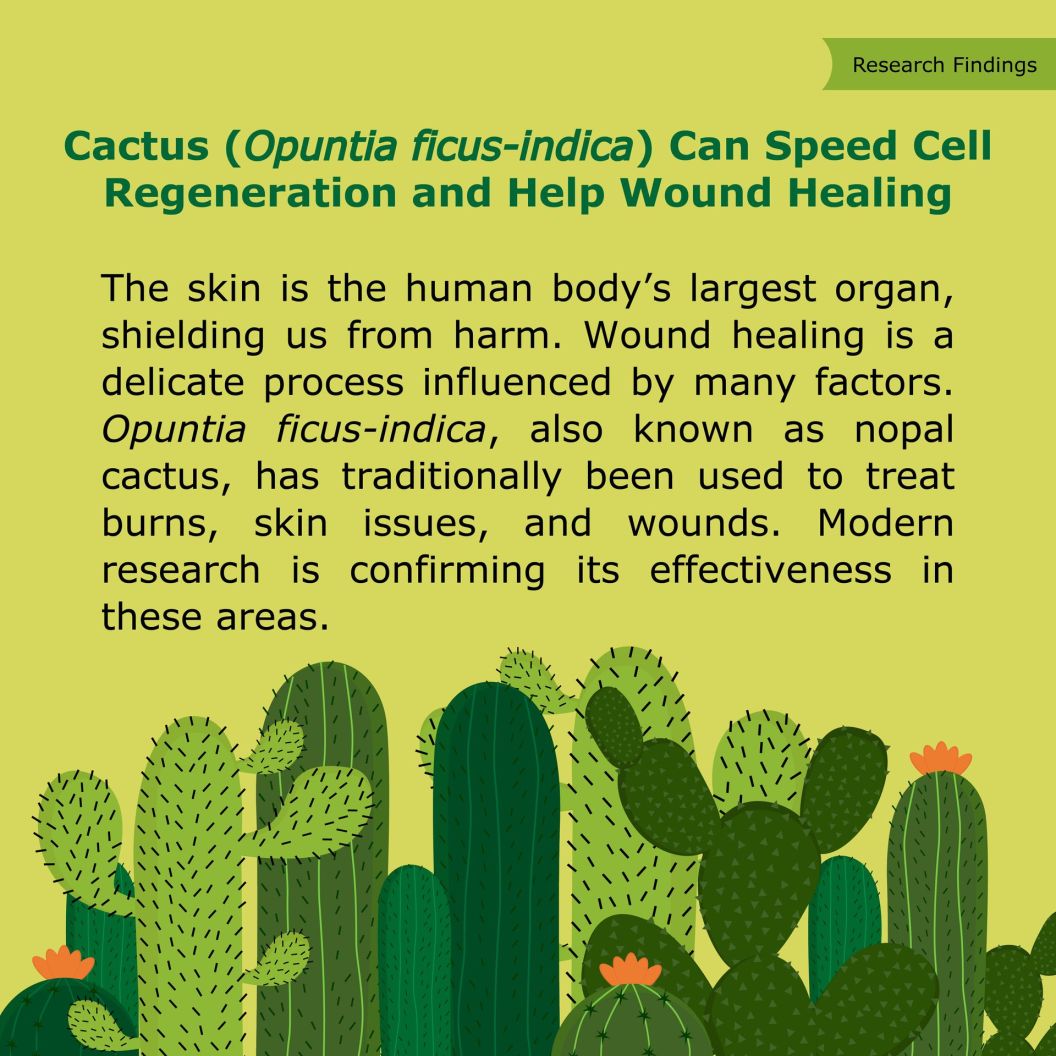 Cactus can speed cell regenaration and help wound healing
