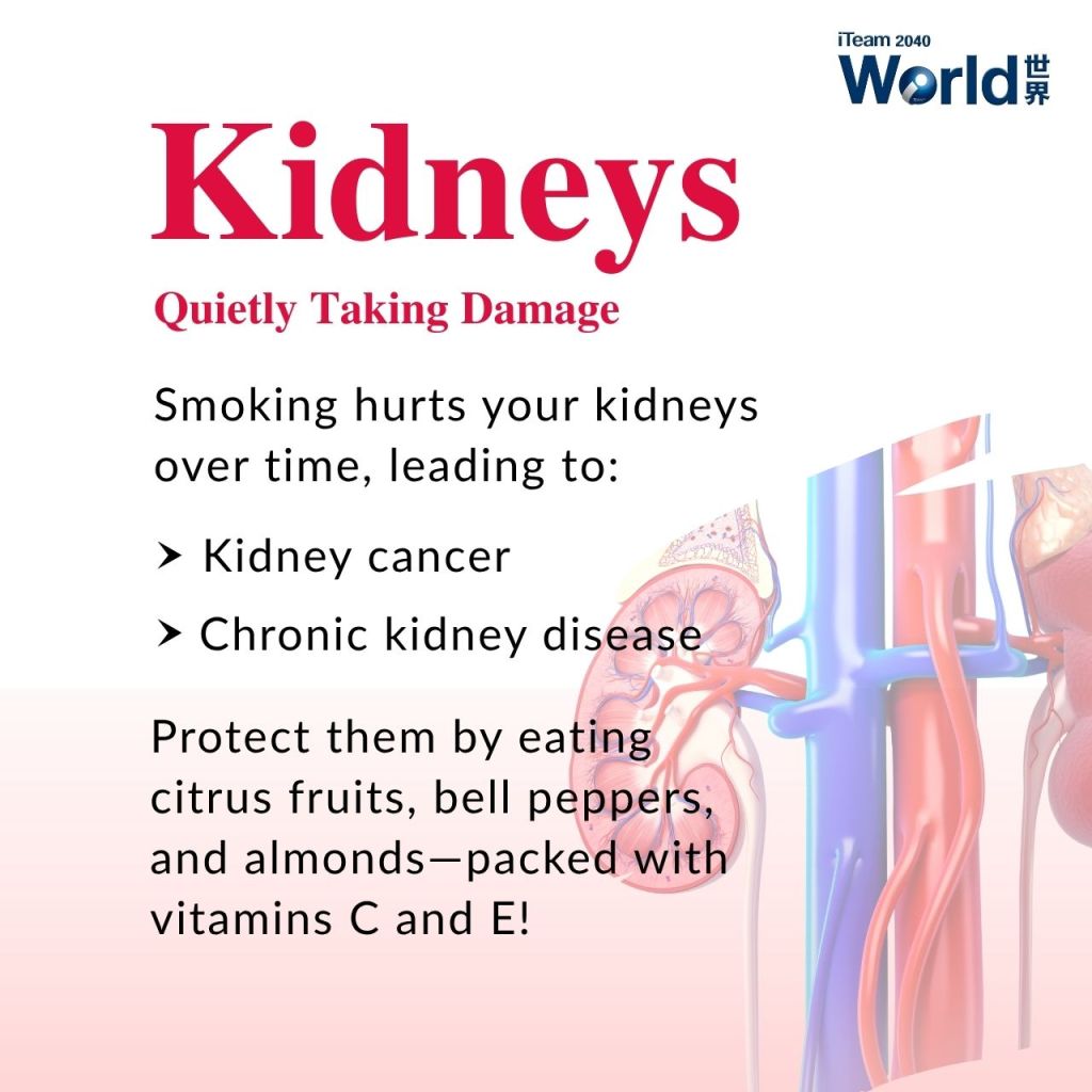 Kidneys - Quietly Taking Damage