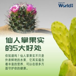 Rhapsody 协奏曲 cactus