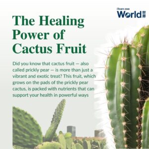 Rhapsody 协奏曲 cactus