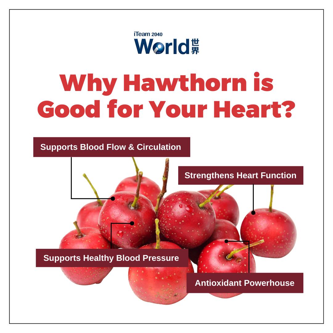why hawthorn is good for your heart?
