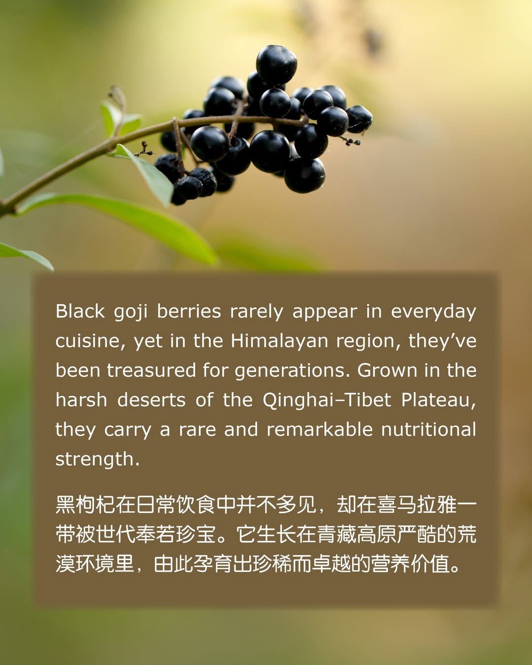 black goji berries