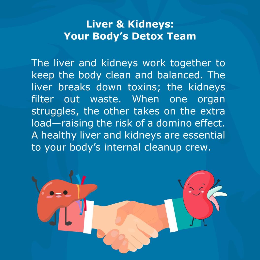 Liver and Kidneys